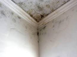 Why You Should Choose Our Mold Remediation Services in Libby, MT